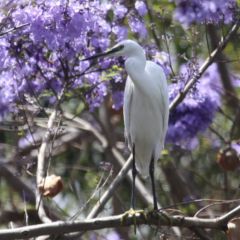 Little Egret in Jacaranda