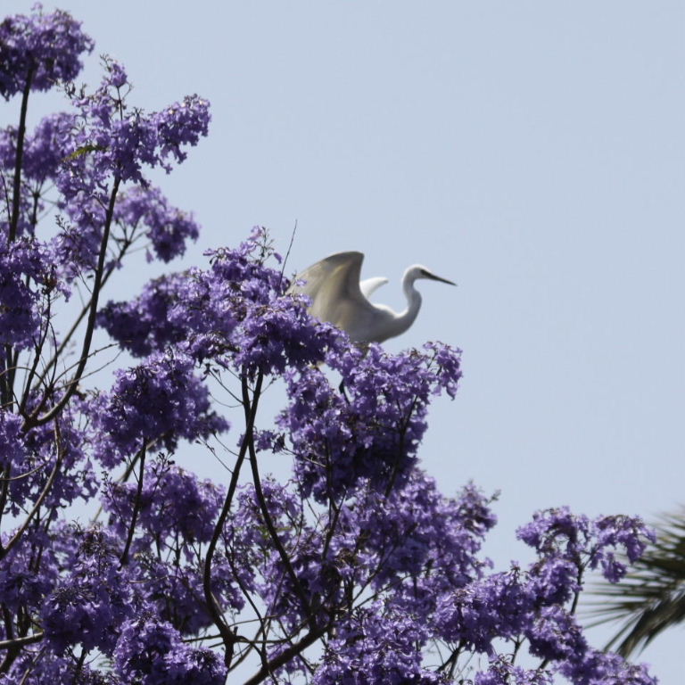 Little Egret in Jacaranda