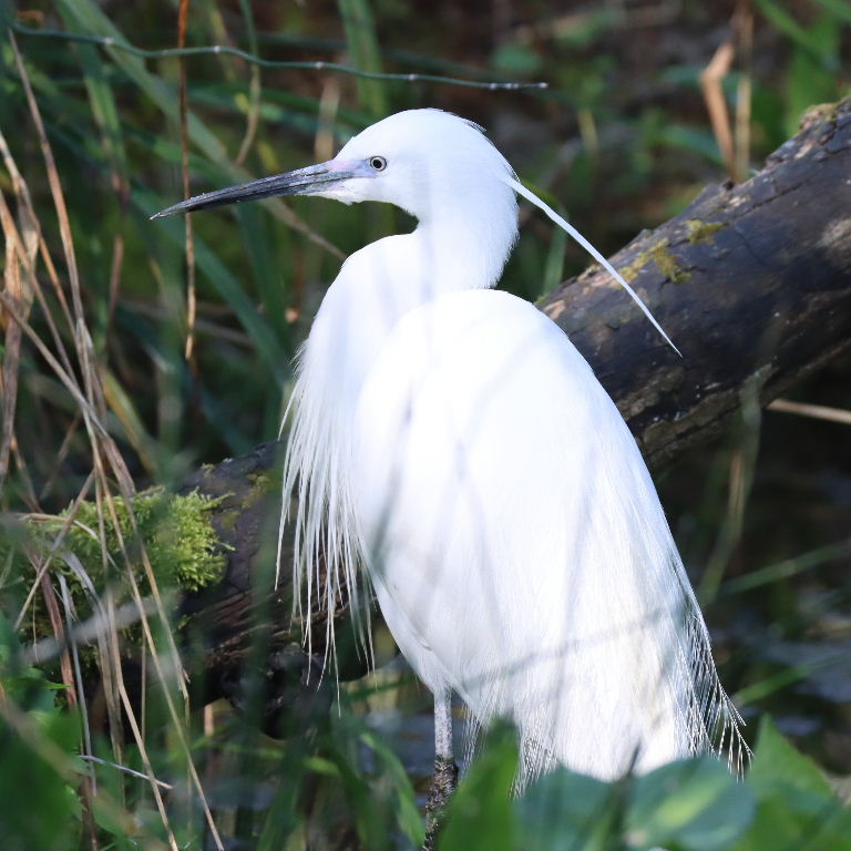 Little Egret