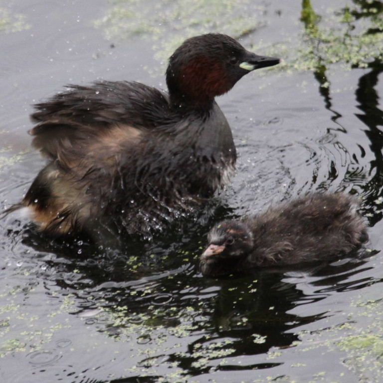 Little Grebe parent with chick