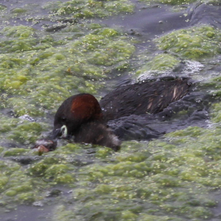 Dabchick diving lessons
