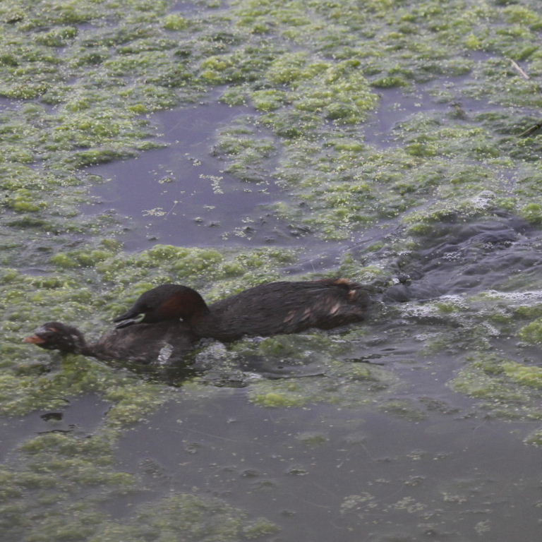 Dabchick diving lessons
