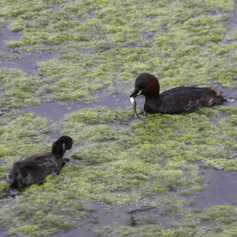 Little Grebe feeding chick
