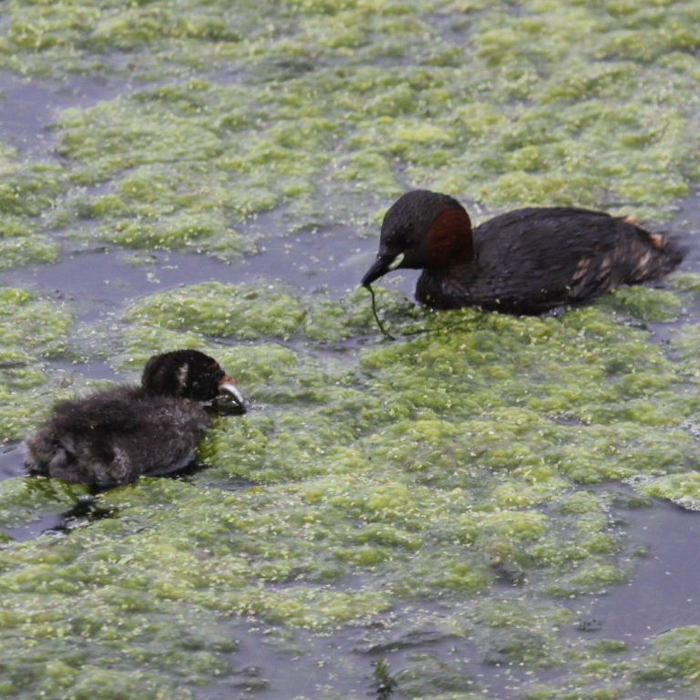 Little Grebe feeding chick