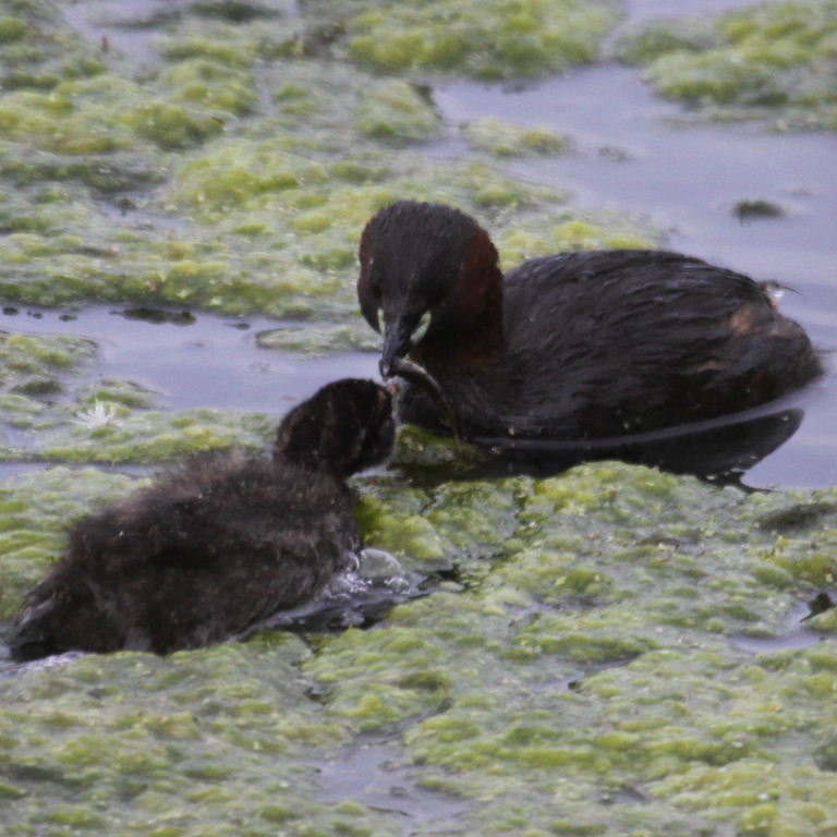 Little Grebe feeding chick