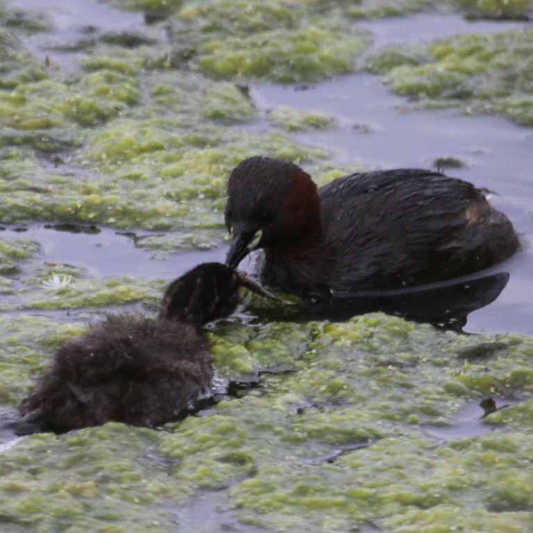 Little Grebe feeding chick