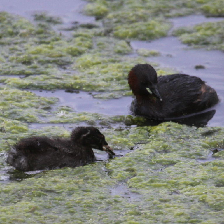Little Grebe feeding chick