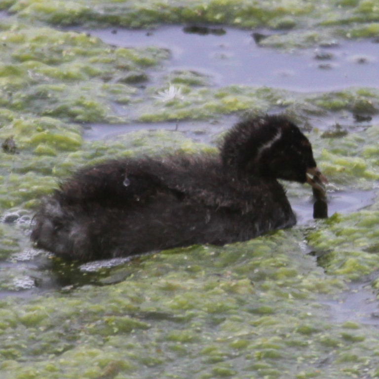 Little Grebe feeding chick