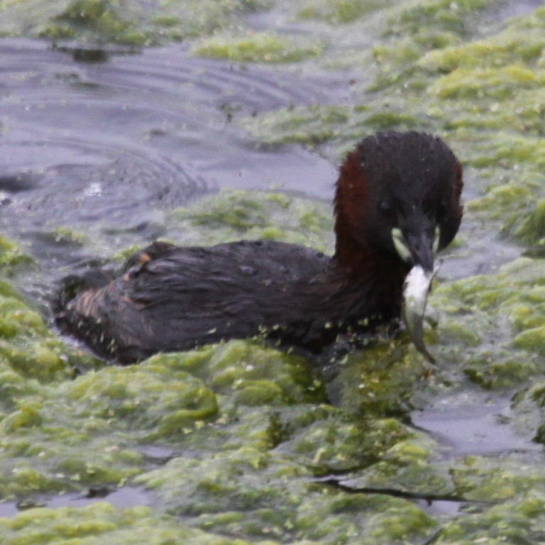 Little Grebe feeding chick