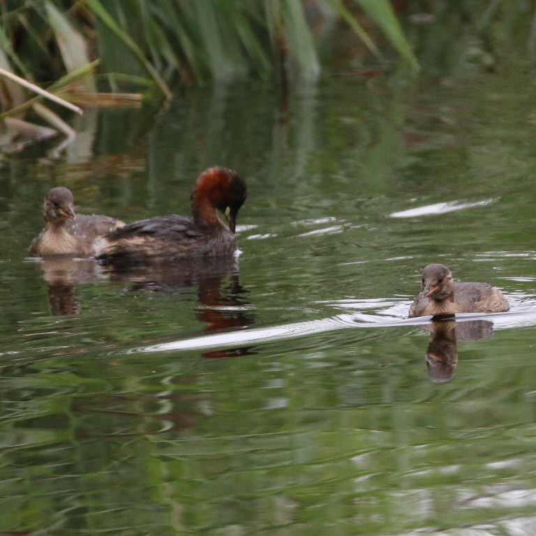 Little grebes