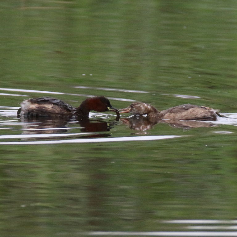 Little grebes