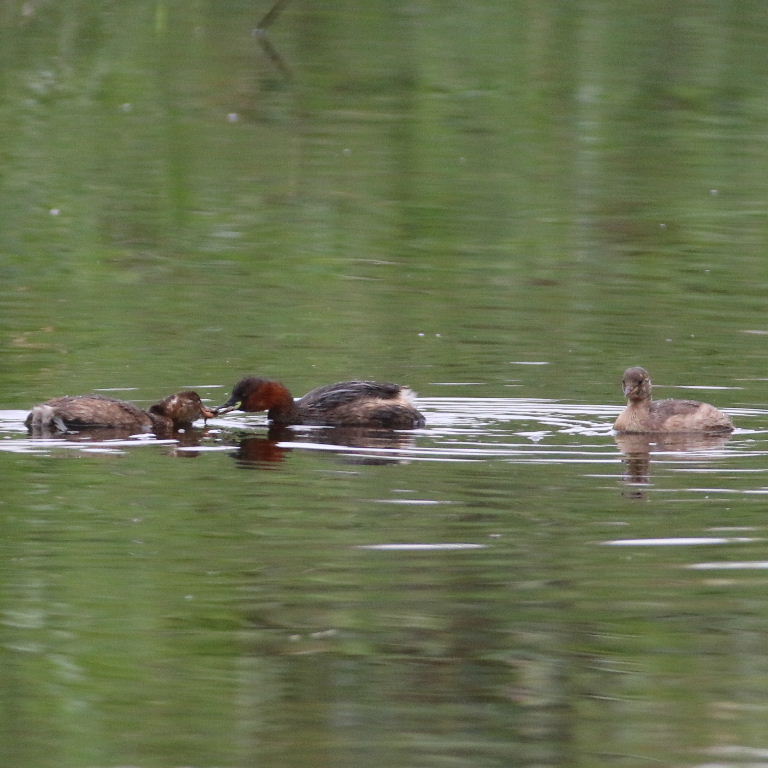 Little grebes