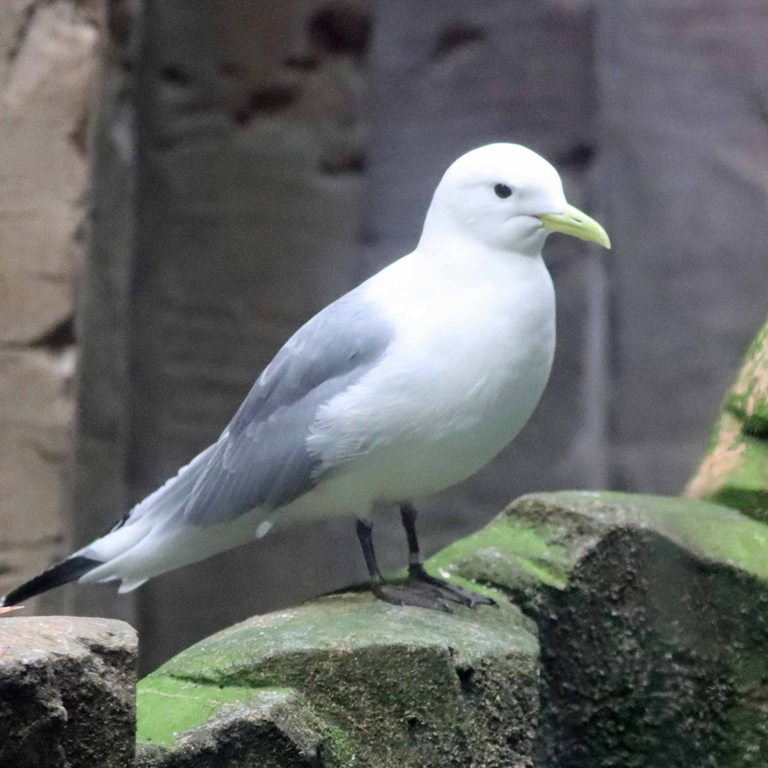 Black-legged Kittiwake