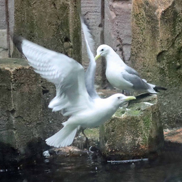 Kittiwake