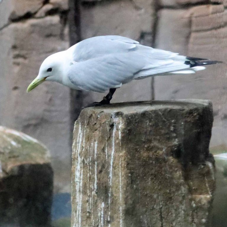 Kittiwake