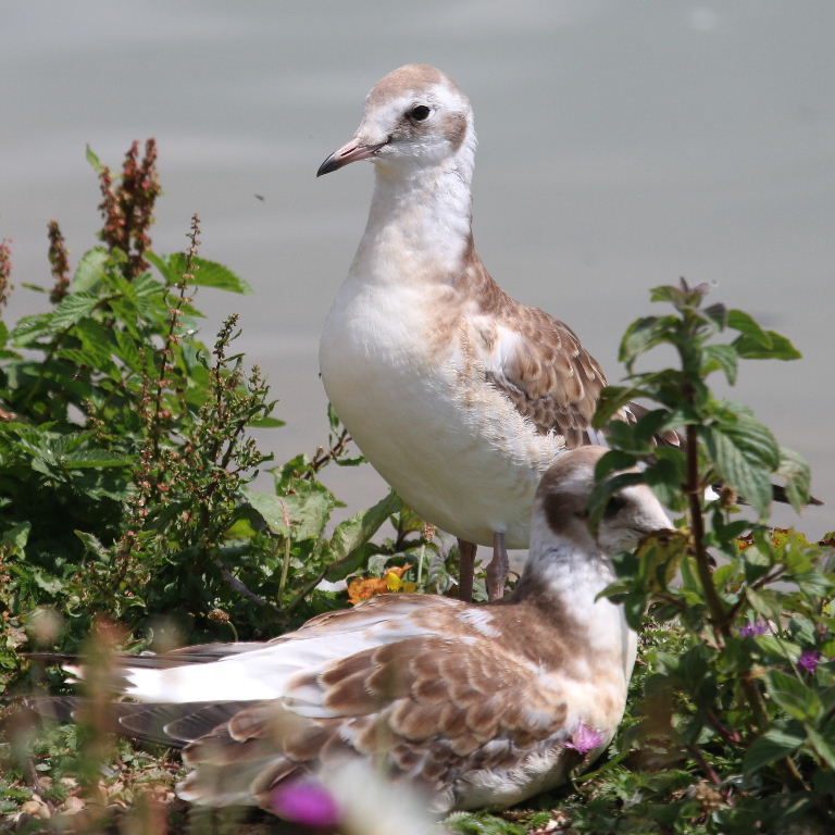 young Black-headed gulls