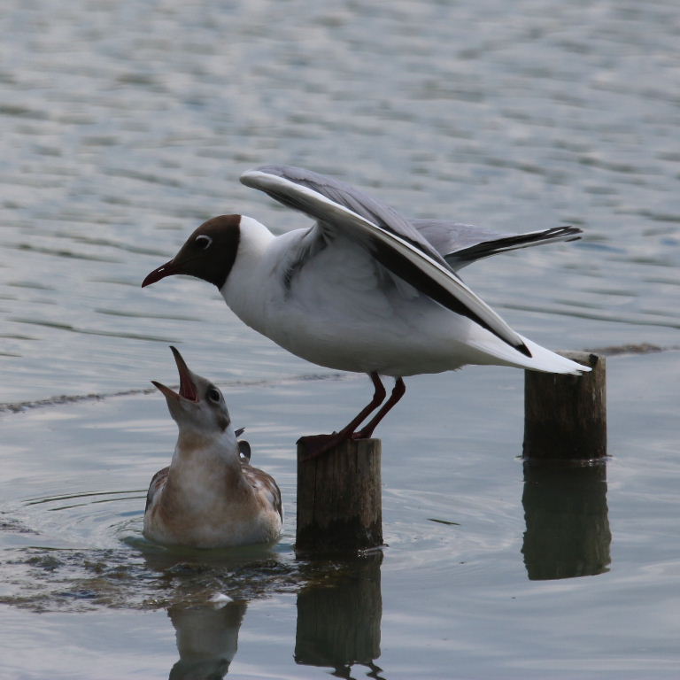young Black-headed gull begging parent