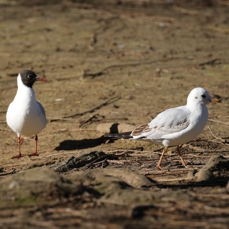 young Black-headed gull with parent