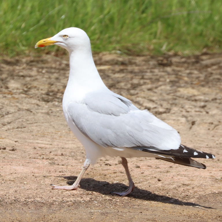 Herring Gull