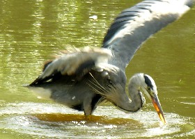 Grey Heron