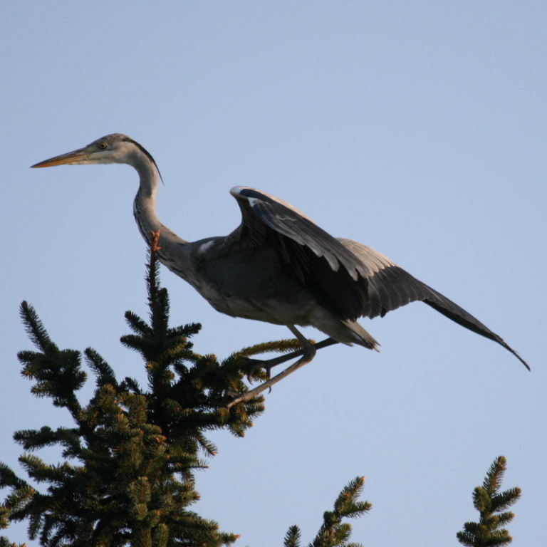 Grey Heron
