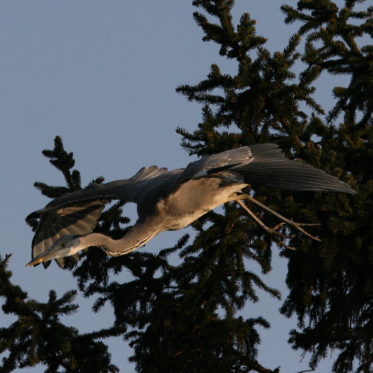Grey Heron