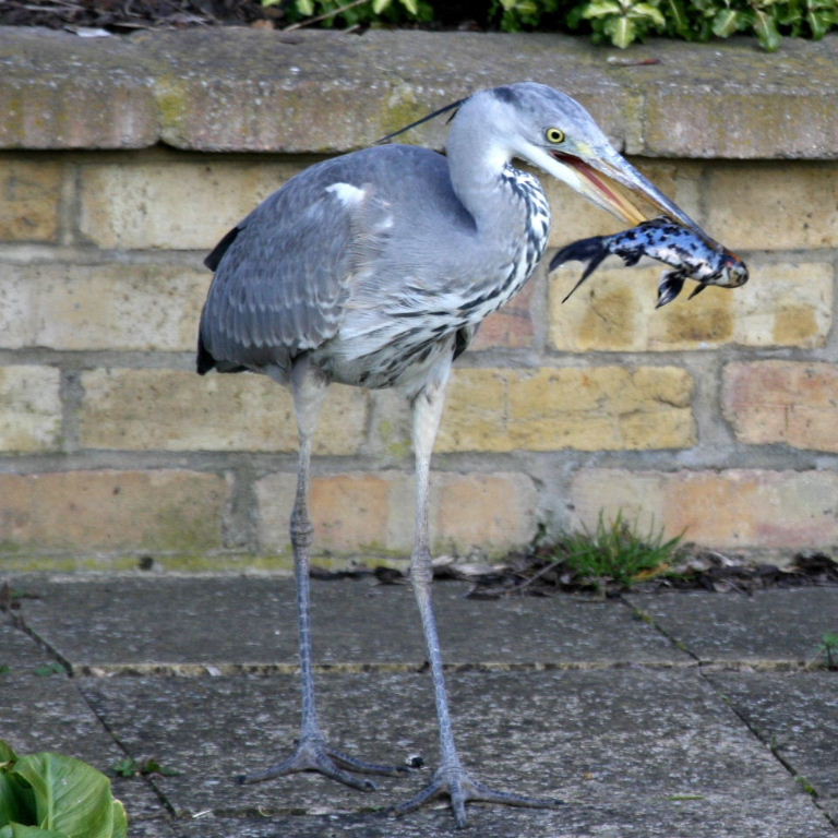 Grey Heron with fish