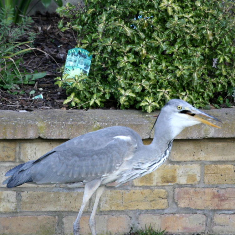 Grey Heron