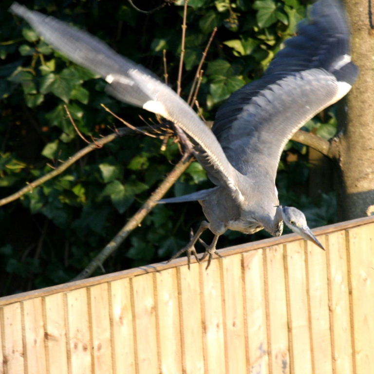 Grey Heron swooping