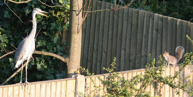 Grey Heron with grey squirrel