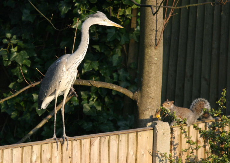 Grey Heron with grey squirrel by Liz Barrett