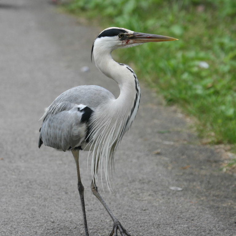 Grey Heron