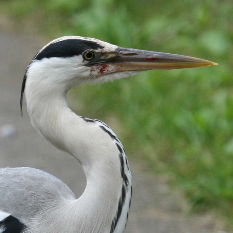 Grey Heron