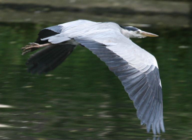 Grey Heron