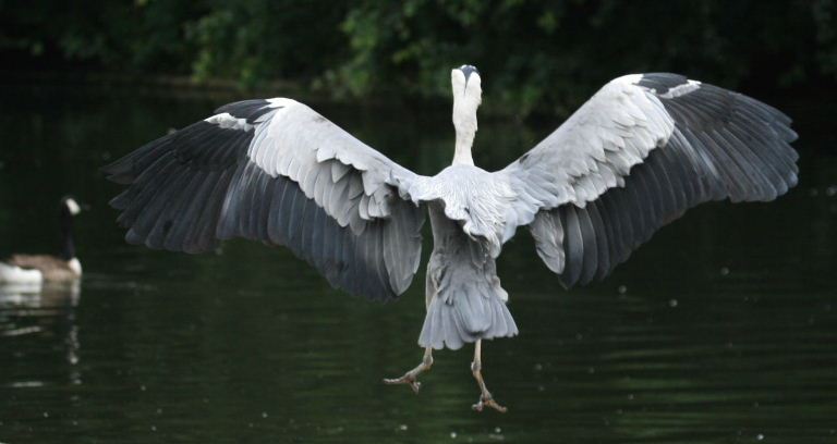 Grey Heron in flight