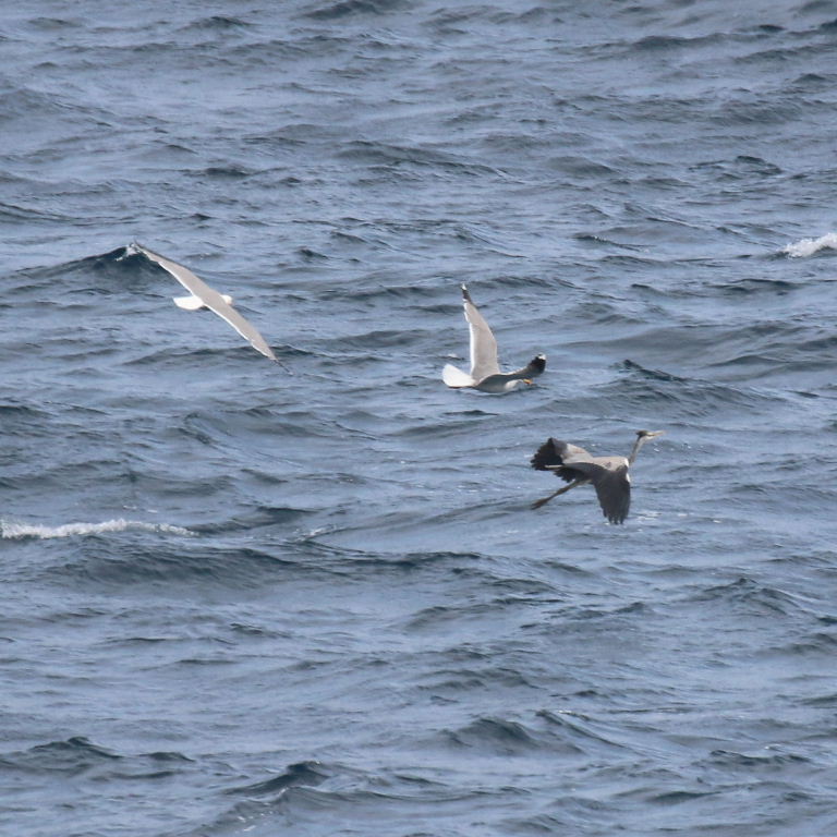 Gulls chasing Heron