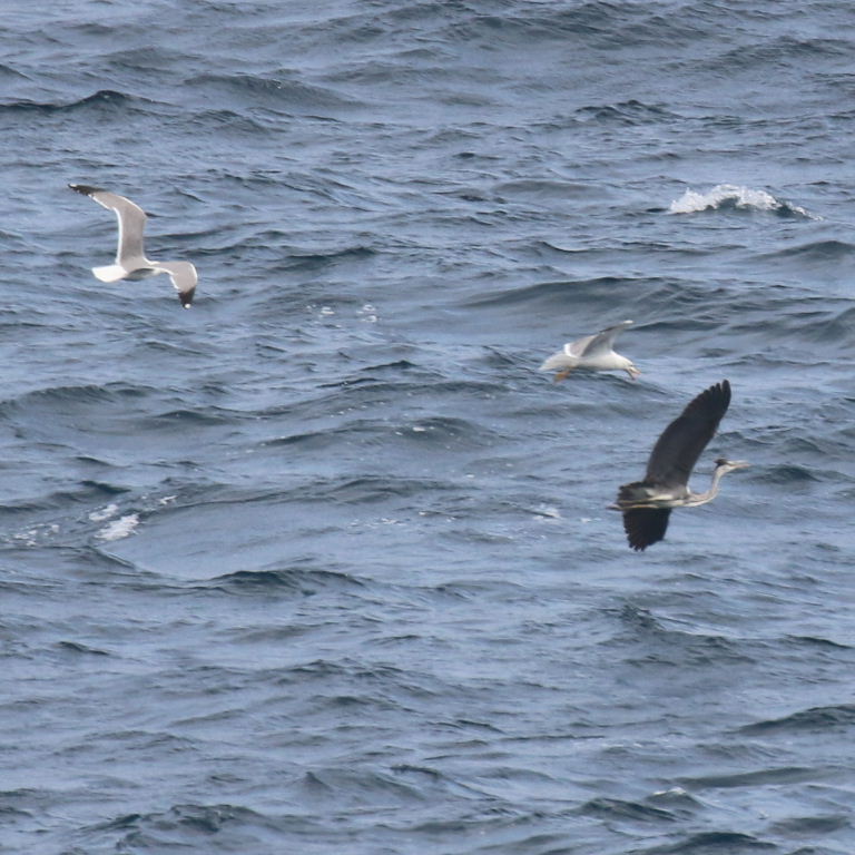 Gulls chasing Heron
