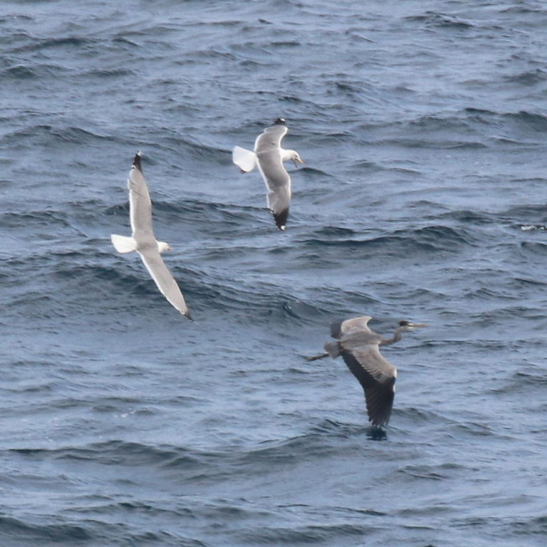 Gulls chasing Heron