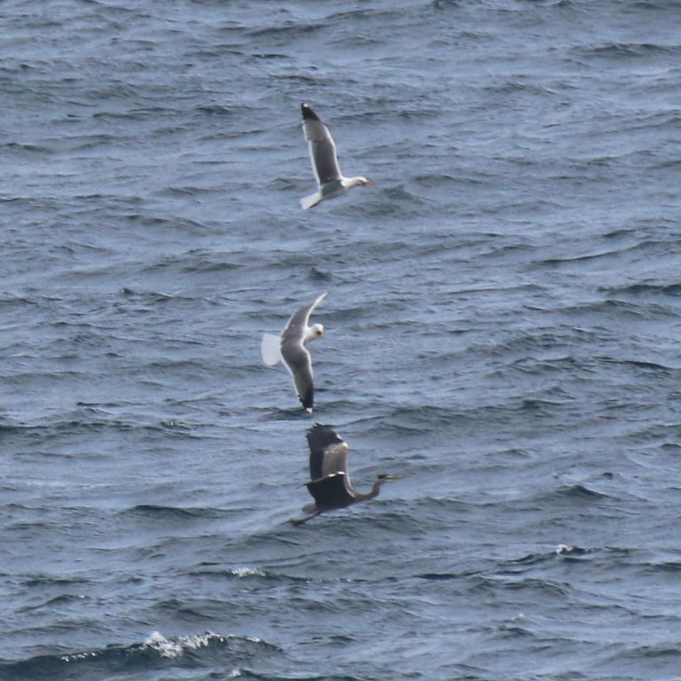 Gulls chasing Heron