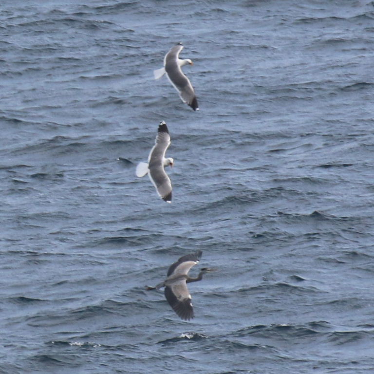 Gulls chasing Heron