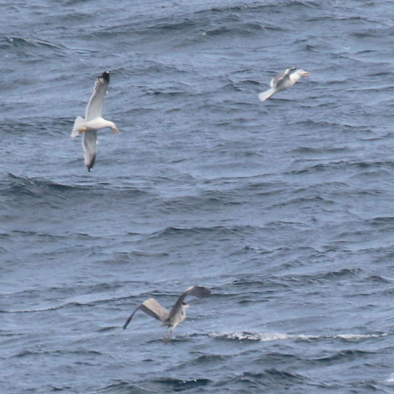 Gulls chasing Heron