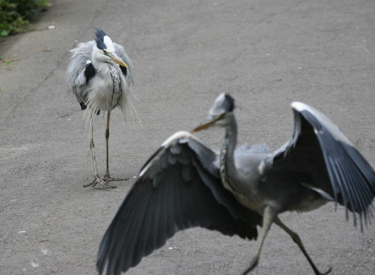 Grey Heron hairpiece