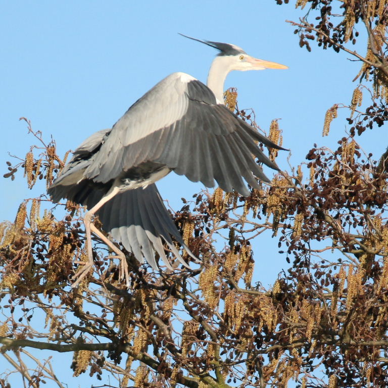 Heron hairpiece
