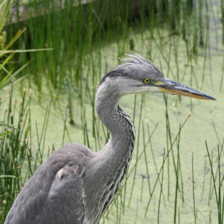 young Heron