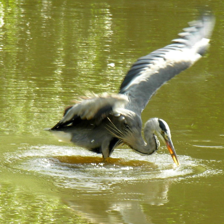 Heron