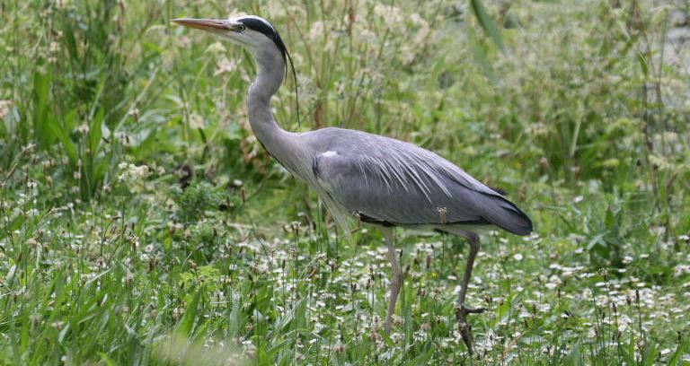 Grey Heron