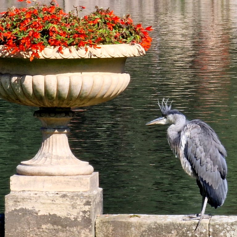 Crowned Heron