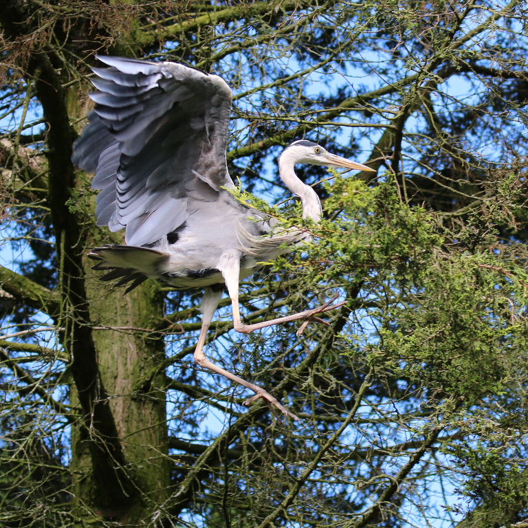 Heron in tree