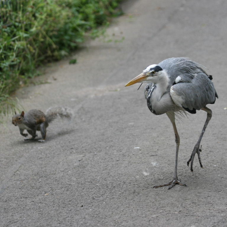 Heron and squirrel race