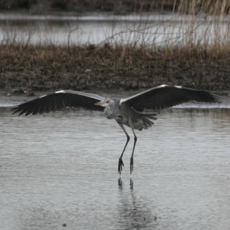 Heron on tiptoe